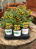 Woolley Moor Nurseries Petunia "Ray Sunflower - Black Yellow Stripes" - 9cm x 3 Plants - Woolley Moor Nurseries