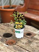 Woolley Moor Nurseries Petunia "Ray Sunflower - Black Yellow Stripes" - 9cm x 3 Plants - Woolley Moor Nurseries