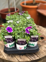 Woolley Moor Nurseries Petunia "Rim Violet" - 9cm x 3 Plants - Woolley Moor Nurseries