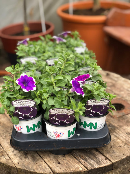 Woolley Moor Nurseries Petunia "Rim Violet" - 9cm - Woolley Moor Nurseries