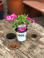 Woolley Moor Nurseries Petunia "Circus Sky" - 9cm x 3 Plants - Woolley Moor Nurseries