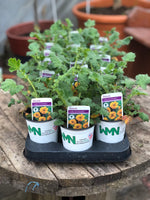 Woolley Moor Nurseries Geum "Lady Strathenden" - 9cm Pot - Woolley Moor Nurseries