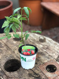 Woolley Moor Nurseries Tomato "Floridity" (Plum) - 9cm - Woolley Moor Nurseries