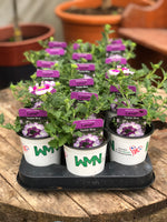 Woolley Moor Nurseries Verbena Lanai "Twister Blue"- 9cm x 3 Plants - Woolley Moor Nurseries