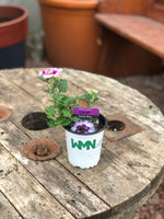 Woolley Moor Nurseries Verbena Lanai "Twister Blue"- 9cm - Woolley Moor Nurseries