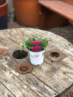 Woolley Moor Nurseries Verbena Lanai "Raspberry"- 9cm - Woolley Moor Nurseries