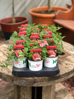 Woolley Moor Nurseries Verbena Magelana "Red Star"- 9cm - Woolley Moor Nurseries