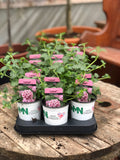 Woolley Moor Nurseries Verbena Lanai "Cane Early"- 9cm - Woolley Moor Nurseries