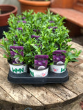 Woolley Moor Nurseries Lobelia Techno "Deep Violet"- 9cm - Woolley Moor Nurseries