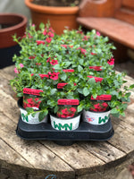 Woolley Moor Nurseries Diascia "Red"- 9cm - Woolley Moor Nurseries