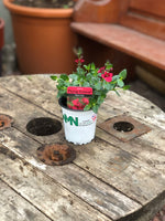 Woolley Moor Nurseries Diascia "Red"- 9cm - Woolley Moor Nurseries