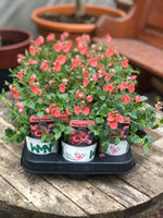 Woolley Moor Nurseries Diascia "Salmon"- 9cm - Woolley Moor Nurseries