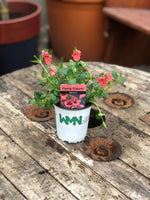 Woolley Moor Nurseries Diascia "Salmon"- 9cm - Woolley Moor Nurseries