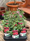 Woolley Moor Nurseries Diascia "Rose"- 9cm x 3 Plants - Woolley Moor Nurseries