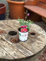 Woolley Moor Nurseries Diascia "Rose"- 9cm x 3 Plants - Woolley Moor Nurseries