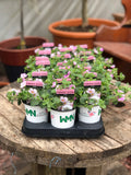 Woolley Moor Nurseries Bacopa Cabana "Pink"- 9cm - Woolley Moor Nurseries