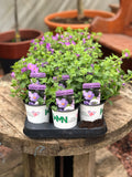 Woolley Moor Nurseries Bacopa Cabana "Blue"- 9cm - Woolley Moor Nurseries