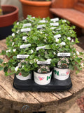 Woolley Moor Nurseries Bacopa Cabana "White"- 9cm - Woolley Moor Nurseries