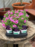 Woolley Moor Nurseries Calibrachoa "Pink Ribbon"- 9cm x 3 Plants - Woolley Moor Nurseries