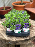 Woolley Moor Nurseries Calibrachoa "Purple"- 9cm x 3 Plants - Woolley Moor Nurseries