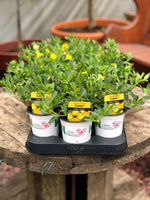 Woolley Moor Nurseries Calibrachoa "Deep Yellow"- 9cm x 3 Plants - Woolley Moor Nurseries