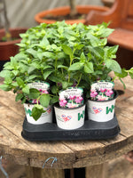 Woolley Moor Nurseries Fuchsia Trailing "Rose of Denmark"- 9cm x 3 Plants - Woolley Moor Nurseries