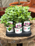 Woolley Moor Nurseries Fuchsia Trailing "Rose of Denmark"- 9cm x 3 Plants - Woolley Moor Nurseries