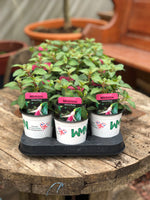 Woolley Moor Nurseries Fuchsia Upright "Miniroos White/Rose"- 9cm - Woolley Moor Nurseries