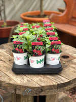 Woolley Moor Nurseries Fuchsia Trailing "Marinka"- 9cm x 3 Plants - Woolley Moor Nurseries