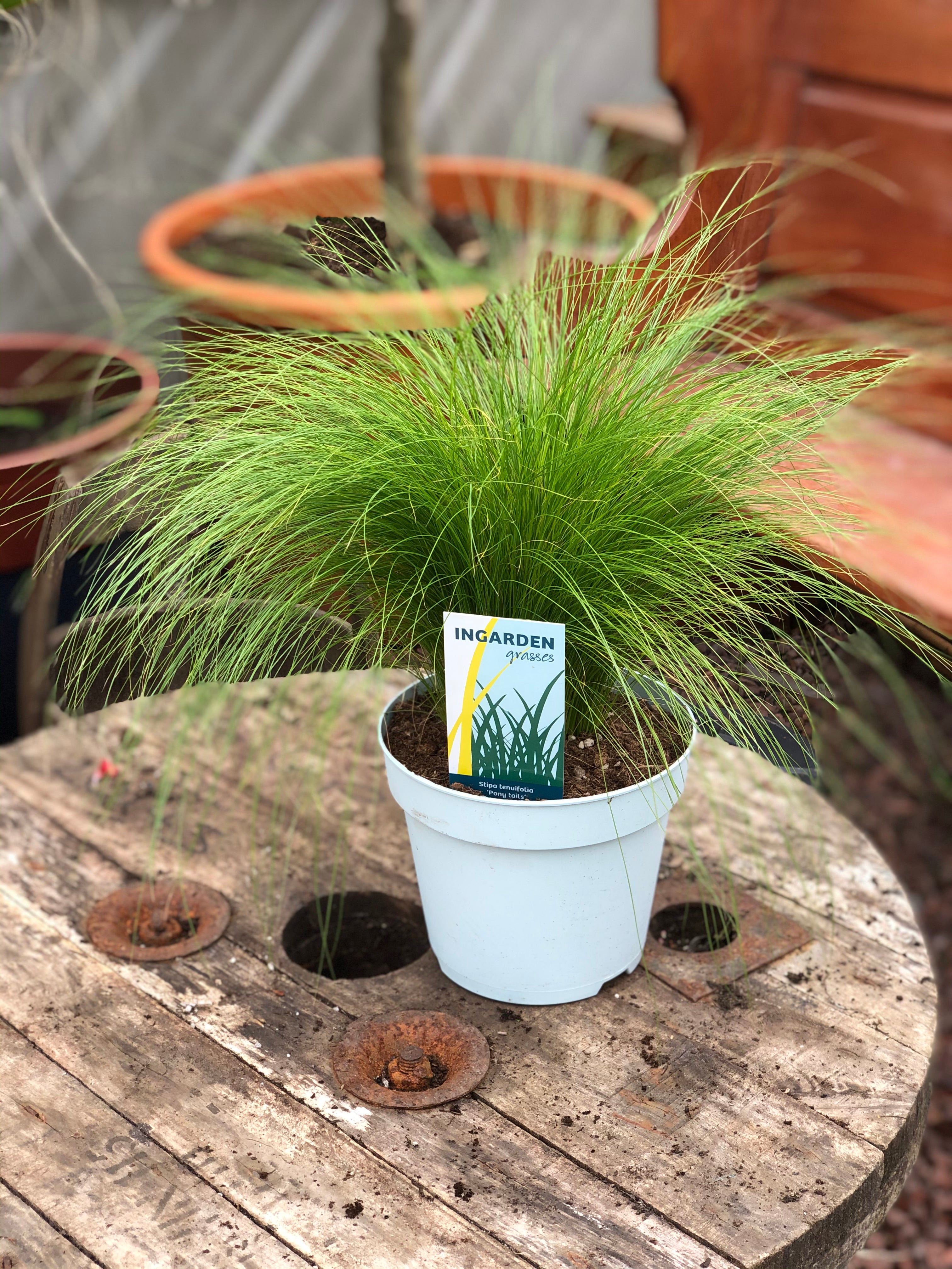 Stipa tenuifolia online