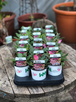 Woolley Moor Nurseries Lewisia "Elise Mix" - 9cm x 3 Plants - Woolley Moor Nurseries