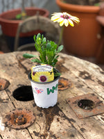 Woolley Moor Nurseries Osteospermum Upright "Blue Eyed Beauty"- 9cm - Woolley Moor Nurseries