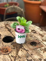 Woolley Moor Nurseries Osteospermum Upright "Lavender Shades"- 9cm x 3 Plants - Woolley Moor Nurseries