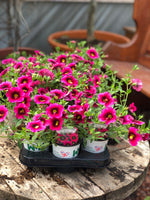 Woolley Moor Nurseries Calibrachoa "Dark Red"- 9cm x 3 Plants - Woolley Moor Nurseries