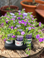 Woolley Moor Nurseries Calibrachoa "Double Lavender"- 9cm - Woolley Moor Nurseries