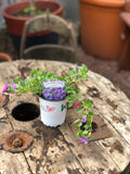 Woolley Moor Nurseries Calibrachoa "Double Lavender"- 9cm - Woolley Moor Nurseries