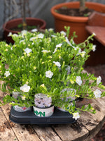 Woolley Moor Nurseries Calibrachoa "Double White"- 9cm x 3 Plants - Woolley Moor Nurseries