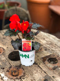 Woolley Moor Nurseries Begonia NonStop (Upright) "Mocca Deep Orange" - 9cm x 3 Plants - Woolley Moor Nurseries