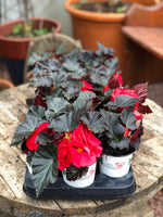 Woolley Moor Nurseries Begonia NonStop (Upright) "Mocca Cherry" - 9cm - Woolley Moor Nurseries