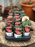 Woolley Moor Nurseries Begonia NonStop (Upright) "Sunrise" - 9cm - Woolley Moor Nurseries