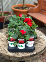 Woolley Moor Nurseries Begonia NonStop (Upright) "Red" - 9cm x 3 Plants - Woolley Moor Nurseries