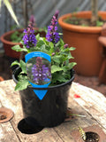 Woolley Moor Nurseries Salvia "Blue Marvel" - 3 Litre - Woolley Moor Nurseries