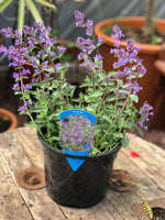 Woolley Moor Nurseries Nepeta "Junior Walker" - 3 Litre - Woolley Moor Nurseries