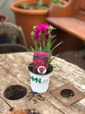 Woolley Moor Nurseries Dianthus Suncharm "Purple" - 9cm Pot x 3 Plants - Woolley Moor Nurseries