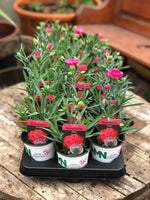 Woolley Moor Nurseries Dianthus Suncharm "Rose" - 9cm Pot - Woolley Moor Nurseries