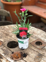 Woolley Moor Nurseries Dianthus Suncharm "Rose" - 9cm Pot x 3 Plants - Woolley Moor Nurseries