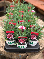 Woolley Moor Nurseries Dianthus Suncharm "Rose Picotee" - 9cm Pot - Woolley Moor Nurseries