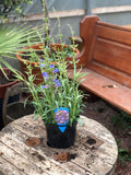 Woolley Moor Nurseries Penstemon Hetrophyllus "Electric Blue" - 3Ltr - Woolley Moor Nurseries