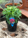 Woolley Moor Nurseries Monarda "Balmy Purple" - 3Ltr - Woolley Moor Nurseries