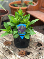 Woolley Moor Nurseries Lobelia Starship "Blue" - 3Ltr - Woolley Moor Nurseries